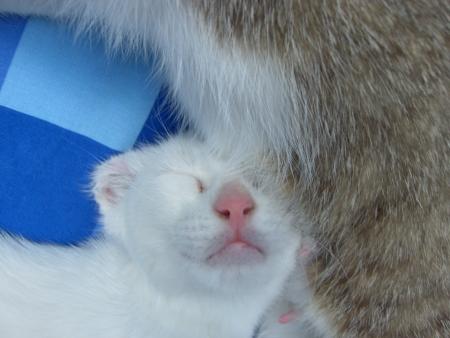 gros nez